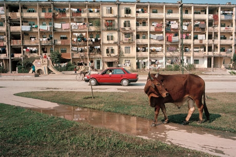 H&agrave; Nội, 1989: Một ch&uacute; b&ograve; thong dong đi lại trước s&acirc;n một khu tập thể