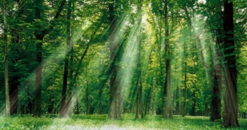 Đóng cửa rừng: Đại ngàn Tây Nguyên sẽ ngừng "chảy máu"?