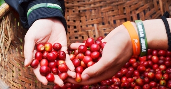 Phát hiện 2 mẫu cà phê không có chất cafein