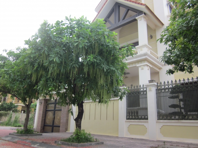 Ng&ocirc;i biệt thự 3 mặt tiền n&agrave;y được trồng c&acirc;u lộc vừng, hoa rơi đỏ v&igrave;a h&egrave; quanh nh&agrave;.
