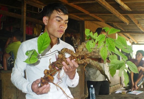 Anh Hồ Văn Chi&ecirc;u l&agrave; người đ&agrave;o được củ s&acirc;m Ngọc Linh