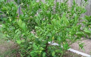 Tiên dược chữa bách bệnh ít ai biết từ lá chanh