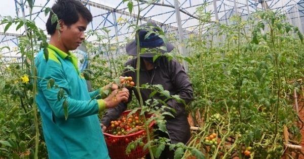 Trồng 1 sào cà chua sạch kiếm 100 triệu đồng mỗi tháng