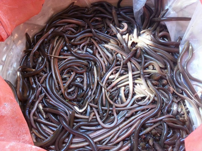 Hiện nay, việc nu&ocirc;i lươn kh&aacute; phổ biến v&igrave; nhu cầu cao, nhưng lươn đồng vẫn rất h&uacute;t h&agrave;ng.