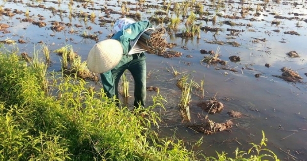 Kiếm gần chục triệu mỗi tháng nhờ nghề đặt ống lươn