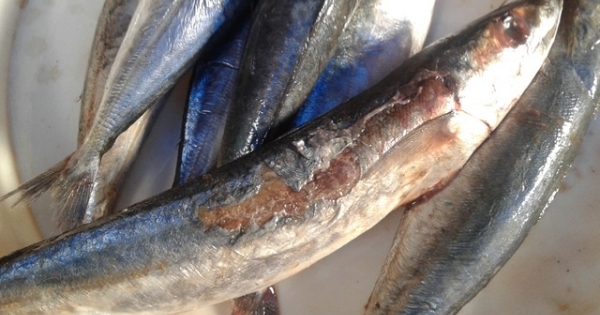 Kinh hãi với cá nục xịn 