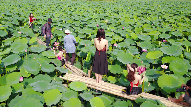 Chưa đến ch&iacute;nh vụ nhưng những ng&agrave;y n&agrave;y quanh c&aacute;c hồ sen b&ecirc;n cạnh Hồ T&acirc;y lu&ocirc;n tấp nập người ra v&agrave;o chụp ảnh lưu niệm c&ugrave;ng với hoa sen. Đ&acirc;y cũng l&agrave; dịp để những ph&oacute; nh&aacute;y, thợ trang điểm hay chủ hồ sen kiếm v&agrave;i triệu mỗi ng&agrave;y nhờ phục vụ kh&aacute;ch h&agrave;ng.