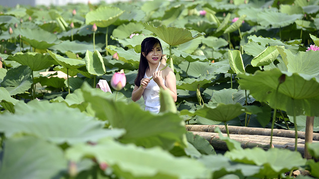 Lội b&ugrave;n chụp ảnh sen, ph&oacute; nh&aacute;y kiếm tiền triệu mỗi ng&agrave;y