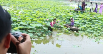 Lội bùn chụp ảnh sen, phó nháy kiếm tiền triệu mỗi ngày