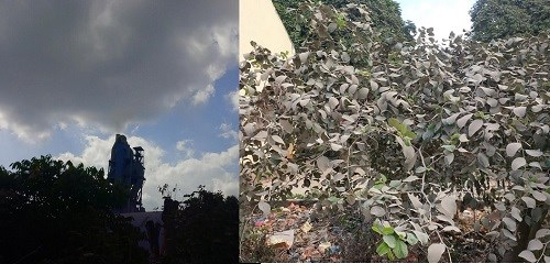 Ống xả kh&oacute;i của nh&agrave; m&aacute;y xi măng nhuộm đen nền trời khi nh&agrave; m&aacute;y hoạt động (tr&aacute;i) v&agrave;&nbsp;C&acirc;y trước trường học phủ đầy bụi từ nh&agrave; m&aacute;y.