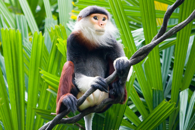 &nbsp;Sơn Tr&agrave; nổi tiếng với vọc ch&agrave; v&agrave;, được gọi l&agrave; &ldquo;nữ ho&agrave;ng&rdquo; của c&aacute;c lo&agrave;i linh trưởng cư tr&uacute; trong rừng s&acirc;u bởi vẻ đẹp kh&aacute;c thường.