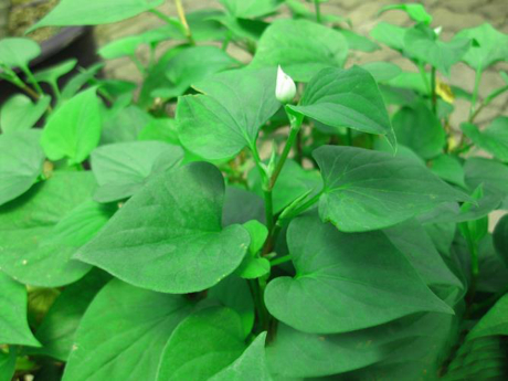 Bất ngờ với b&agrave;i thuốc từ rau diếp c&aacute;