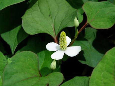 Bất ngờ với b&agrave;i thuốc từ rau diếp c&aacute;