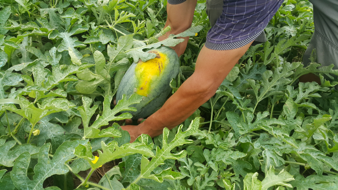 Nhờ c&acirc;y dưa hấu m&agrave; nhiều hộ&nbsp;ở v&ugrave;ng b&atilde;i ngang Kim Sơn c&oacute; thu nhập kh&aacute; giả.