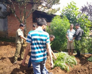 Lực lượng chức năng nhổ to&agrave;n bộ cần sa trong vườn nh&agrave; Trọng