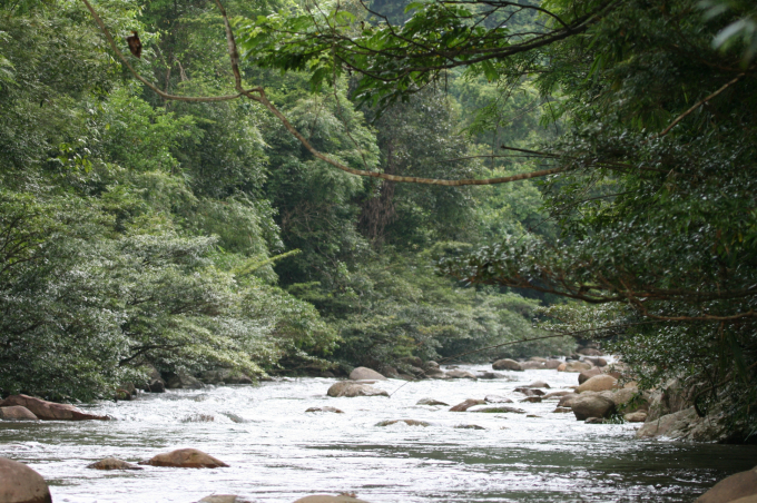 Những con suối trong vắt nằm len lỏi trong rừng dẫn nước ra hồ Cao V&acirc;n; hai b&ecirc;n l&agrave; ng&uacute;t ng&agrave;n, tầng tầng, lớp lớp thảm thực vật đa dạng, phong ph&uacute;.