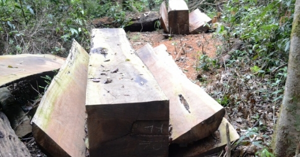 Đắk Nông: Được thuê chở gỗ vật chứng, tiện thể chặt hạ 17m3 gỗ trái phép