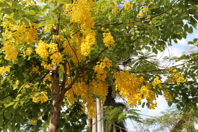 &nbsp;Những ng&agrave;y n&agrave;y, nhiều con đường H&agrave; Nội trở n&ecirc;n rực rỡ v&agrave; thơ mộng khi muồng ho&agrave;ng yến bung nở những ch&ugrave;m hoa v&agrave;ng như những chiếc đ&egrave;n lồng đẹp mắt giữa trời.