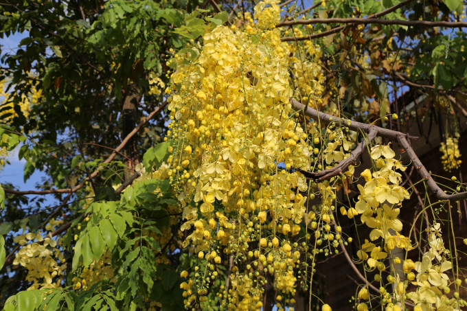 Những b&ocirc;ng hoa nhỏ kết lại th&agrave;nh ch&ugrave;m, khoe sắc v&agrave;ng giữa c&aacute;i nắng ch&oacute;i chang đầu h&egrave;.