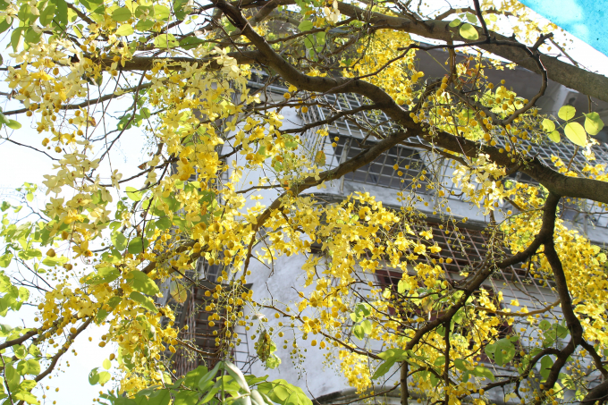 Tại H&agrave; Nội, muồng ho&agrave;ng yến được trồng nhiều xung quanh hồ T&acirc;y. Cứ v&agrave;o khoảng th&aacute;ng 5 h&agrave;ng năm, thi thoảng đi ven hồ lại chợt thấy cả một khoảnh trời v&agrave;ng rực.