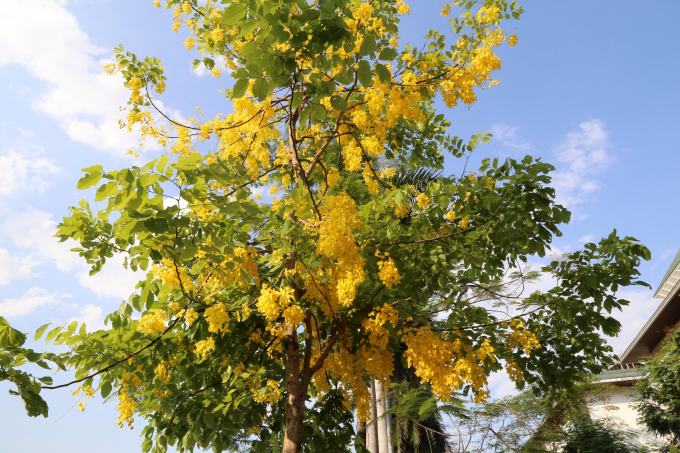 &nbsp;M&agrave;u v&agrave;ng rực nổi bật giữa bầu trời h&egrave; xanh biếc.