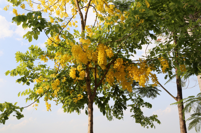 &nbsp;Thấy muồng ho&agrave;ng yến nở l&agrave; biết đang ở giữa m&ugrave;a h&egrave; ch&oacute;i chang.