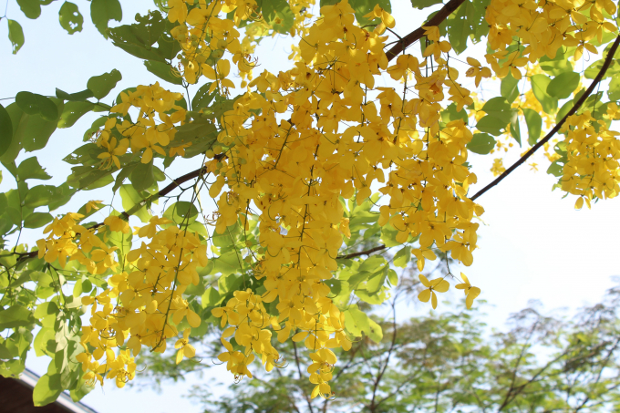 &nbsp;Cụm hoa lớn, nhiều hoa nhưng thưa, c&agrave;nh hoa rủ xuống d&agrave;i 20&ndash;40 cm hoặc c&oacute; thể hơn.