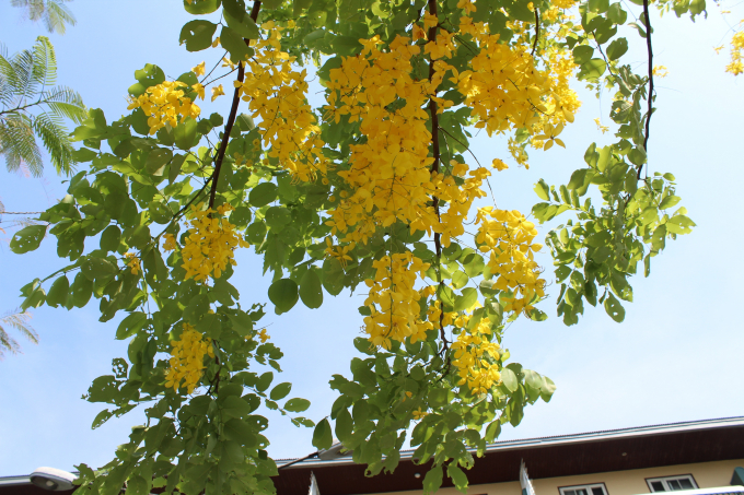 Ch&ugrave;m hoa v&agrave;ng rực rỡ bu&ocirc;ng rủ, nổi bật tr&ecirc;n t&aacute;n l&aacute; xanh.