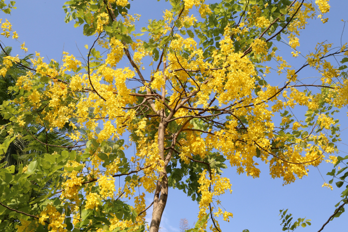 Tr&ecirc;n đường Lạc Long Qu&acirc;n, muồng ho&agrave;ng yến cũng cho hoa v&agrave;ng rất đẹp, t&aacute;n rộng. M&ugrave;a hoa muồng ho&agrave;ng yến k&eacute;o d&agrave;i từ th&aacute;ng 5 đến th&aacute;ng 7 h&agrave;ng năm.