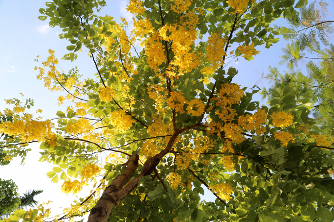 V&agrave;i năm trở lại đ&acirc;y muồng ho&agrave;ng yến đang dần trở th&agrave;nh n&eacute;t đặc sắc ở H&agrave; Nội.