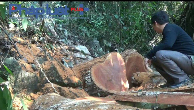 Rừng gỗ nghiến bị x&acirc;m hại nghi&ecirc;m trọng tại th&ocirc;n Bản Biến x&atilde; Ph&uacute;c Sơn, Chi&ecirc;m H&oacute;a, Tuy&ecirc;n Quang (Ảnh: Tiến Vũ)