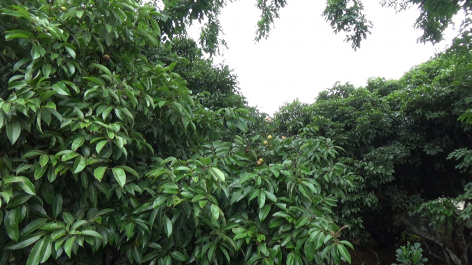 Bắc Giang: Gi&aacute; vải thiều cao nhưng nhiều gia đ&igrave;nh kh&ocirc;ng c&oacute; để b&aacute;n