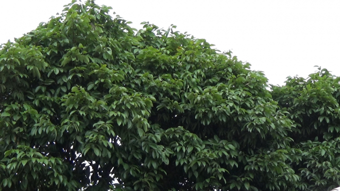 Bắc Giang: Gi&aacute; vải thiều cao nhưng nhiều gia đ&igrave;nh kh&ocirc;ng c&oacute; để b&aacute;n