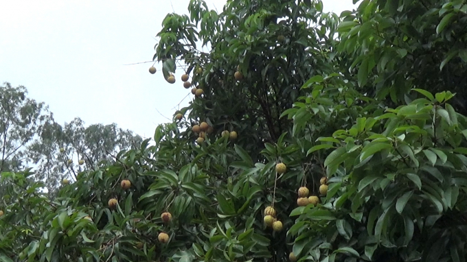 Đồi vải chỉ trơ ra to&agrave;n l&aacute;, thỉnh thoảng mới c&oacute; v&agrave;i ch&ugrave;m quả.