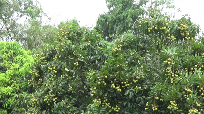 Cũng c&oacute; một số c&acirc;y vải cho ra quả, thế nhưng chất lượng v&agrave; mẫu m&atilde; quả kh&ocirc;ng được tốt.