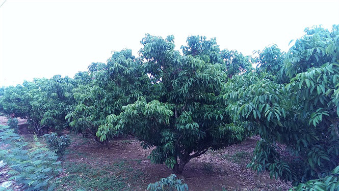 D&ugrave; cũng c&oacute; những đầu tư về ph&acirc;n b&oacute;n v&agrave; c&ocirc;ng sức, thế nhưng nhiều c&acirc;y Vải vẫn kh&ocirc;ng cho quả.