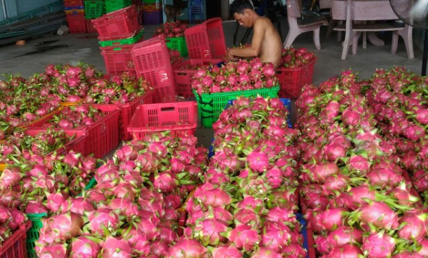 N&ocirc;ng d&acirc;n trồng thanh long bớt lo v&igrave; gi&aacute; ổn định.