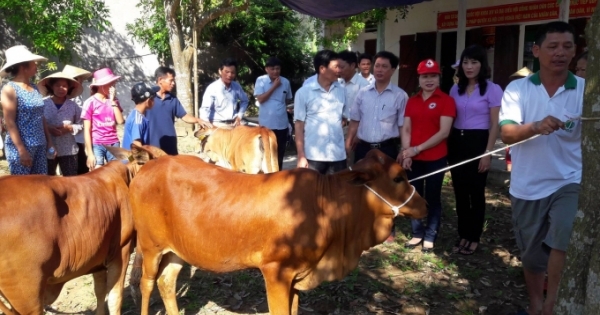 "Ngân hàng bò