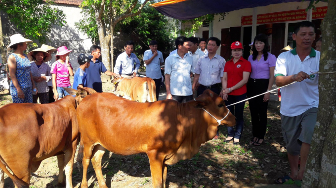 Hội Chữ thập đỏ huyện Quảng Xương trao tặng b&ograve; cho người d&acirc;n. Ảnh: Nguyet Trinh