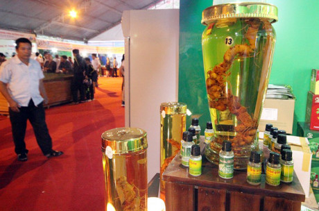 Đến nay, s&acirc;m Ngọc Linh vẫn c&ograve;n khai th&aacute;c nhỏ lẻ, chủ yếu l&agrave; củ để ng&acirc;m rượu, chiếc xuất nước uống chứ chưa c&oacute; sản phẩm g&igrave; nhiều. Ảnh: Trương Hồng