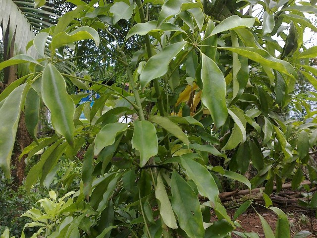 C&acirc;y ngũ gia b&igrave; được c&aacute;c em chọn l&agrave;m nguy&ecirc;n liệu ch&iacute;nh.