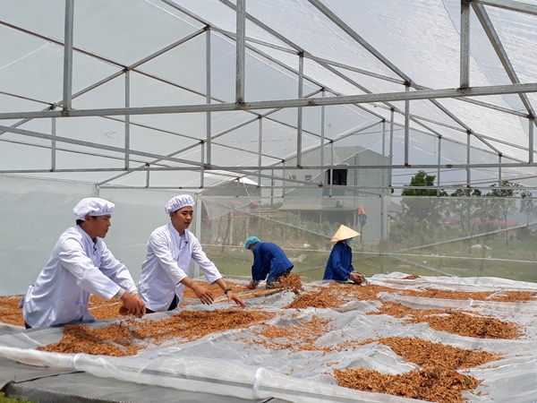 Xưởng phơi tr&agrave; vả Lộc Mai&nbsp;