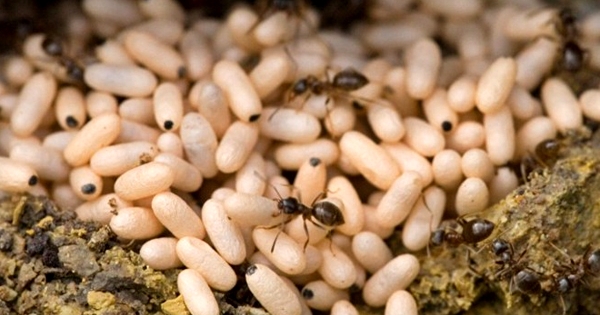 Những đặc sản mang đậm hương vị núi rừng không thể bỏ qua khi đến Cao Bằng