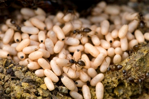 Người d&acirc;n tộc nơi đ&acirc;y t&igrave;m loại kiến đen, to l&agrave;m tổ tr&ecirc;n c&aacute;c c&agrave;nh c&acirc;y, v&aacute;ch n&uacute;i cao để l&agrave;m b&aacute;nh. (Ảnh:&nbsp;Kiến Thức)