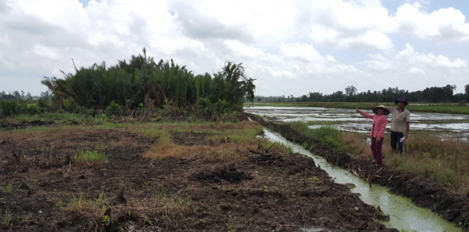 Khu rừng c&acirc;y thuộc phần đất tranh chấp của &ocirc;ng Khương nằm giữa c&aacute;nh đồng l&uacute;a của &ocirc;ng Nh&ocirc;m.