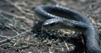 Rắn cắn chồng, chồng cắn vợ để... cùng chết