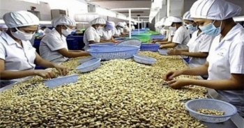 Điểm báo ngày 20/6/2017: 100.000 tấn điều kẹt cứng ở cảng