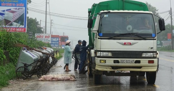 Tuyên Quang: Hãi hùng xác động vật và rác thải trên đại lộ Tân Trào
