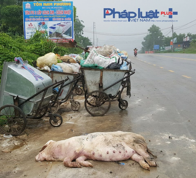 X&aacute;c lợn nặng h&agrave;ng tạ cũng được quăng ngay tr&ecirc;n nền đường nhựa.&nbsp;(Ảnh: Tiến Vũ)
