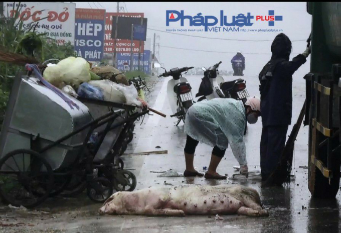 R&aacute;c rưởi, x&aacute;c lợn chết gần nh&agrave; h&agrave;ng Dốc Đỏ, nơi c&oacute; nhũng m&oacute;n ăn đồng qu&ecirc; (Ảnh: Tiến Vũ)